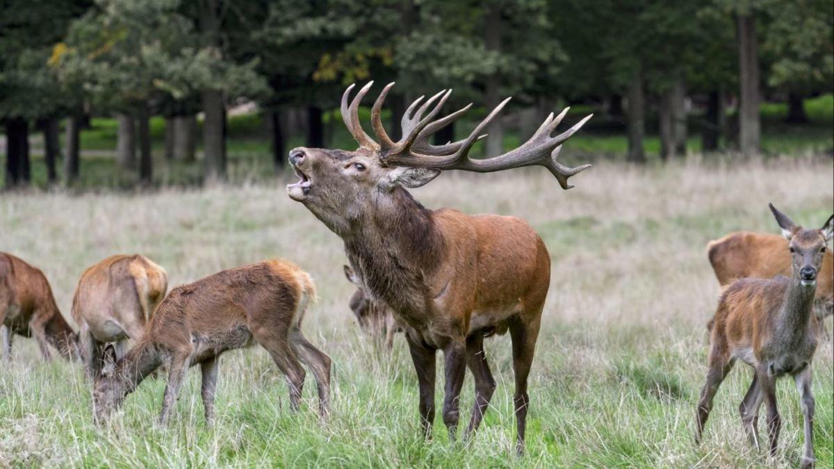 مبيت وإفطار مارشه ان فامن Ardennes Woods المظهر الخارجي الصورة